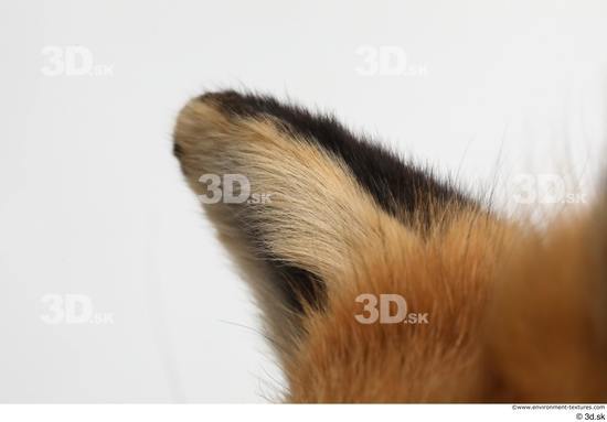 Ear Fox Animal photo references