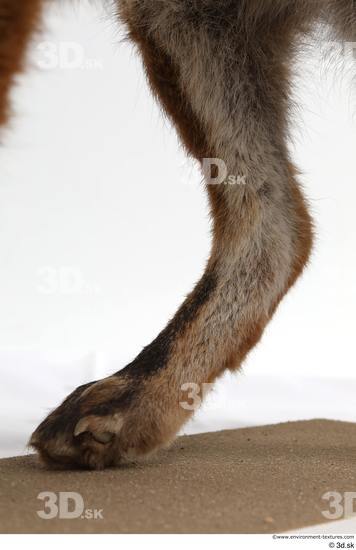 Leg Fox Animal photo references