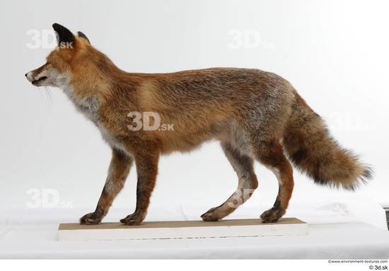 Whole Body Fox Animal photo references