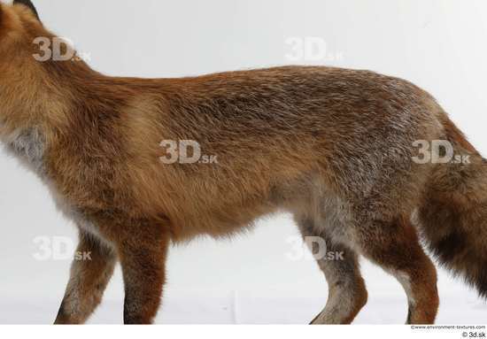 Back Fox Animal photo references