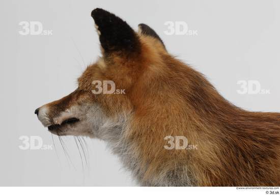 Head Fox Animal photo references