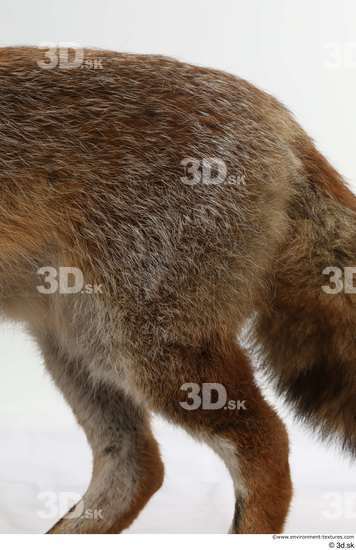 Leg Back Fox Animal photo references