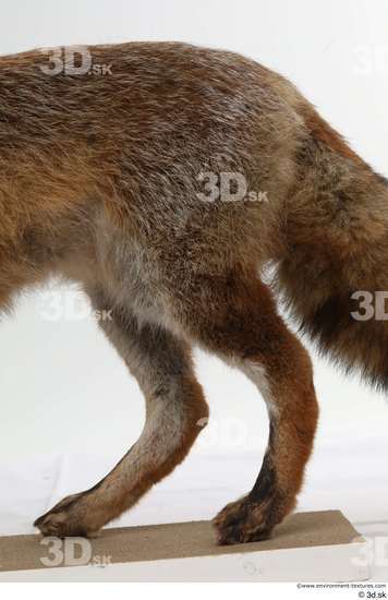 Leg Back Fox Animal photo references