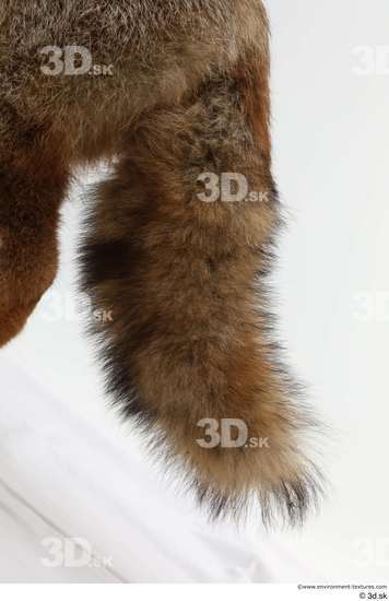 Tail Fox Animal photo references