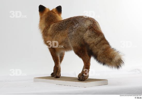 Whole Body Fox Animal photo references