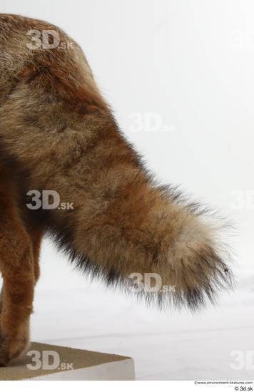 Tail Fox Animal photo references