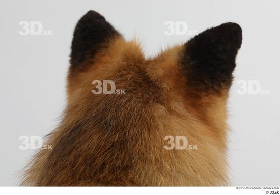 Head Fox Animal photo references