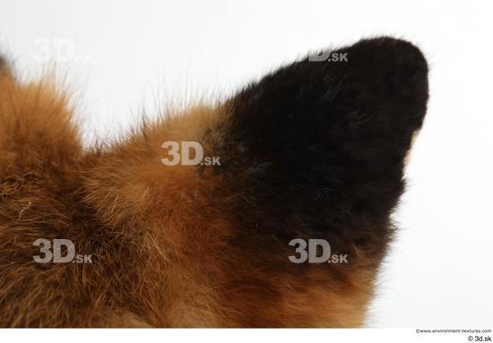 Ear Fox Animal photo references