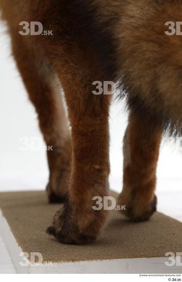 Leg Fox Animal photo references