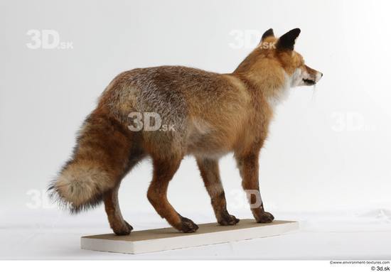 Whole Body Fox Animal photo references