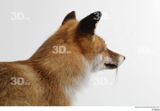 Head Fox Animal photo references