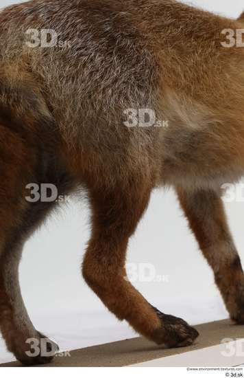 Leg Fox Animal photo references