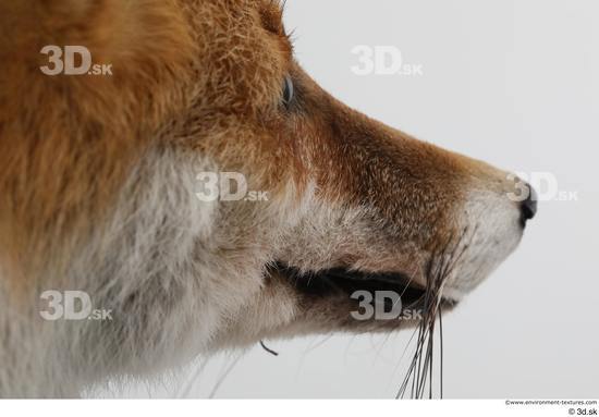 Mouth Nose Fox Animal photo references