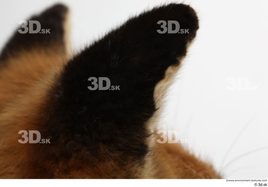 Ear Fox Animal photo references