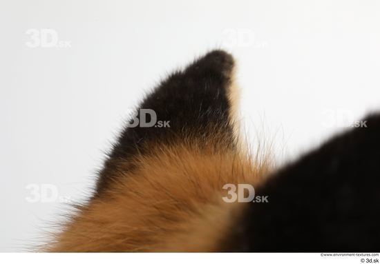 Ear Fox Animal photo references