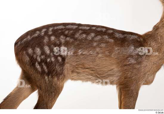 Back Deer Animal photo references