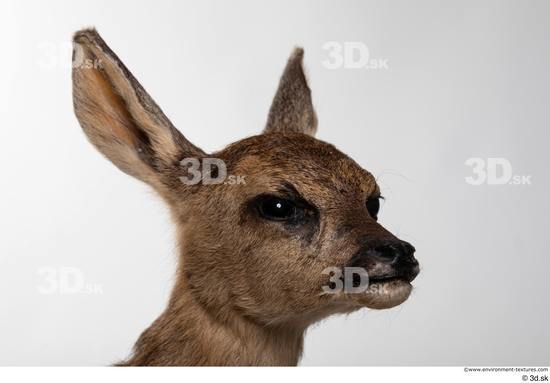 Head Deer Animal photo references