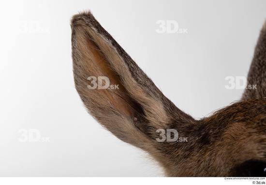 Ear Deer Animal photo references