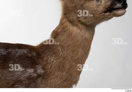 Neck Deer Animal photo references