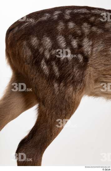 Leg Back Deer Animal photo references