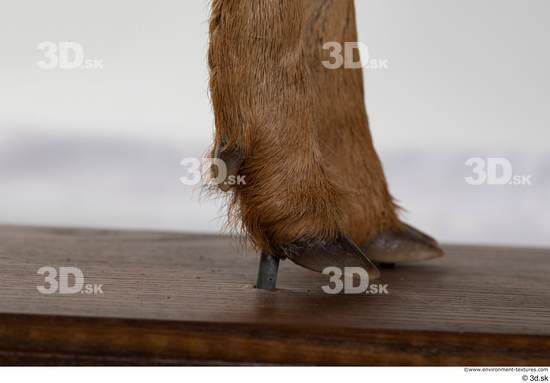 Foot Deer Animal photo references