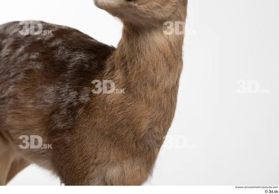 Neck Deer Animal photo references