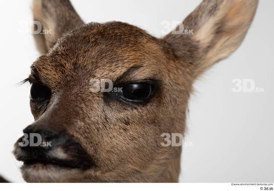 Eye Deer Animal photo references