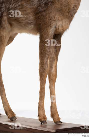 Leg Deer Animal photo references