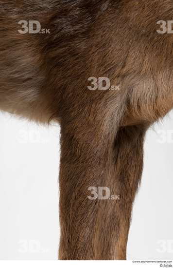 Leg Deer Animal photo references