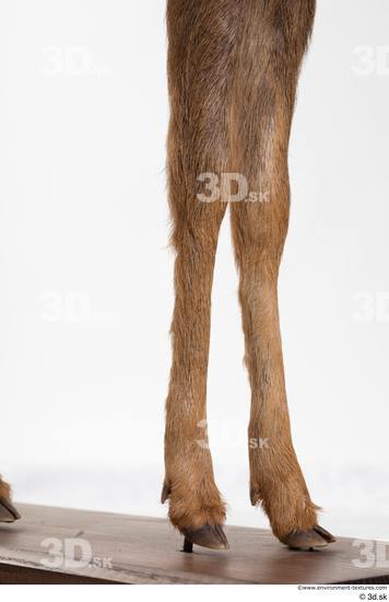 Leg Deer Animal photo references