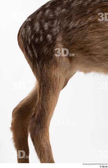 Leg Deer Animal photo references