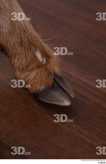 Foot Deer Animal photo references