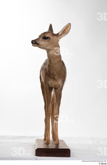 Whole Body Deer Animal photo references