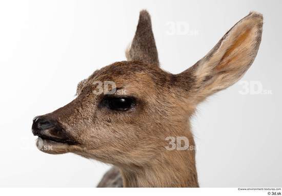 Head Deer Animal photo references