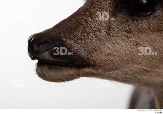 Mouth Nose Deer Animal photo references