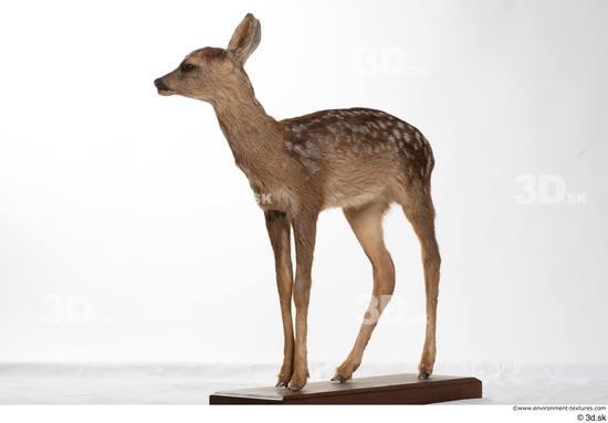 Whole Body Deer Animal photo references