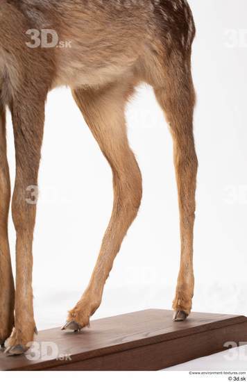 Leg Deer Animal photo references