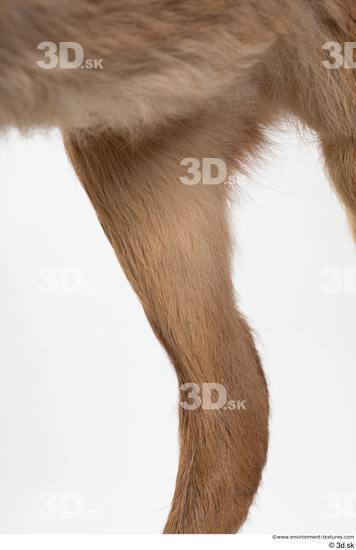 Leg Deer Animal photo references