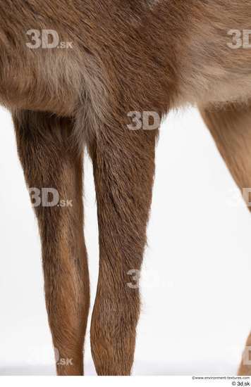 Leg Deer Animal photo references