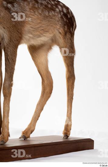 Leg Deer Animal photo references