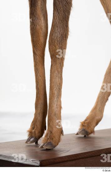 Leg Deer Animal photo references