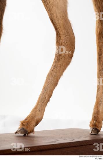 Leg Deer Animal photo references