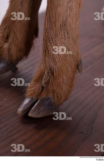 Foot Deer Animal photo references