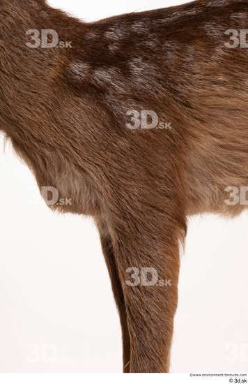 Leg Deer Animal photo references