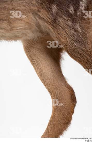 Leg Deer Animal photo references