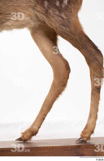 Leg Deer Animal photo references