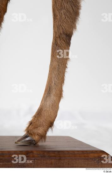 Leg Deer Animal photo references