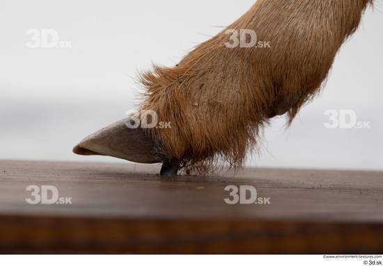 Foot Deer Animal photo references