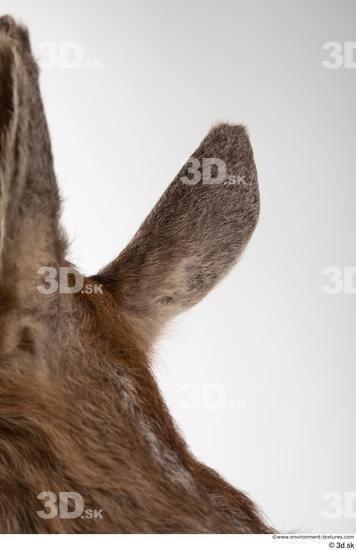 Ear Deer Animal photo references