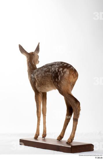 Whole Body Deer Animal photo references